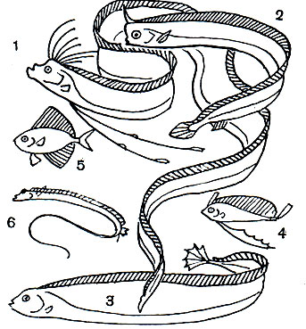 Таблица 22. Опахообразные: 1 - сельдяной король (Regalecus glesne); 2 - лофот (Lophotes capelleri); 3 - северный вогмер (Trachypterus arcticus); 4 - японский вогмер (Т. misakiensis); 5 - велифер (Velifer hypselopterus); 6 - палочкохвост (Stylophorus chordatus)