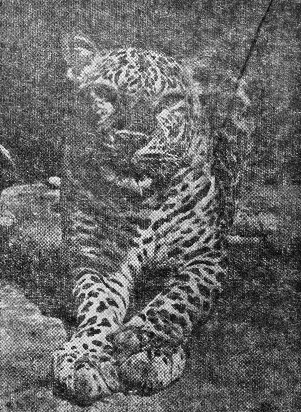 Рис. 108. При взгляде на эту спокойную внимательную физиономию леопарда трудно представить, что он легко превращается во 'вспышку желтого цвета', внезапно поражающую жертву