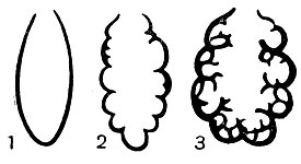 Рис. 1. Схема строения легких у земноводных: 1, 2 - хвостатые земноводные; 3 - бесхвостые земноводные