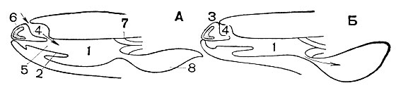 Рис. 2. Механизм акта дыхания у лягушки: А - первый этап вдоха; Б - второй этап вдоха (стрелками указано направление движения воздуха): 1 - ротовая полость; 2 - язык; 3 - наружные ноздри; 4 - обонятельный мешок; 5 - хоаны; 6 - межчелюстная кость; 7 - вход в пищевод; 8 - легкое
