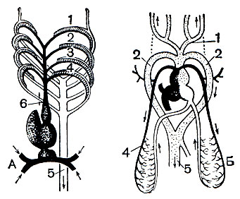 Рис. 5. Преобразование артериальных дуг у земноводных (Б) по сравнению с рыбами (А): 1 - первая пара жаберных артериальных дуг (у наземных - общие сонные артерии); 2 - вторая пара жаберных артериальных дуг (дуги аорты у наземных); 3 - третья пара жаберных артериальных дуг; 4 - четвертая пара жаберных артериальных дуг (легочные артерии наземных); 5 - спинная аорта; 6 - брюшная аорта