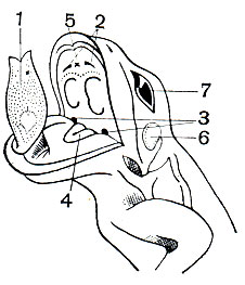 Рис. 8. Голова лягушки с открытым ртом: 1 - язык; 2 - хоаны; 3 - евстахиевы трубы; 4 - гортанная щель; 5 - сошниковые зубы; 6 - барабанная перепонка; 7 - глаза