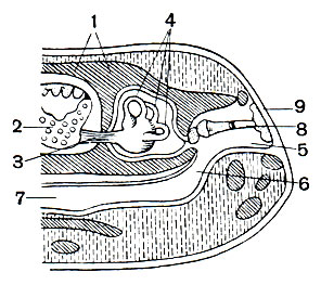 Рис. 9. Поперечный разрез через голову лягушки: 1 - черепная коробка; 2 - продолговатый мозг; 3 - слуховой нерв; 4 - полукружные каналы; 5 - полость среднего уха; 6 - евстахиева труба; 7 - глотка; 8 - стремя; 9 - барабанная перепонка