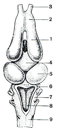Рис. 10. Головной мозг лягушки: 1 - полушария переднего мозга; 2 - обонятельная доля; 3 - обонятельный нерв; 4 - промежуточный мозг; 5 - средний мозг; 6 - мозжечок; 7 - продолговатый мозг; 8 - четвертый желудочек; 9 - спинной мозг