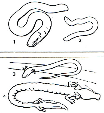 Таблица 1. Безногие и хвостатые земноводные: 1 - кольчатая червяга (Siphonops annulatus); 2	- африканская червяга Schistometopum thomensis; 3 - полосатый сирен (Pseudobranchus striatus); 4 - европейский протей (Proteus anguinus)
