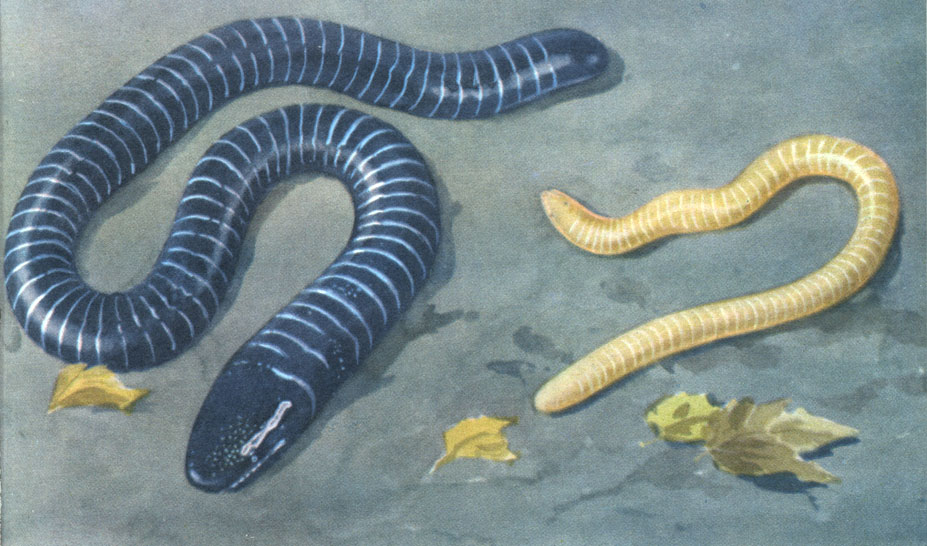 Таблица 1. Безногие и хвостатые земноводные: 1 - кольчатая червяга (Siphonops annulatus); 2	- африканская червяга Schistometopum thomensis