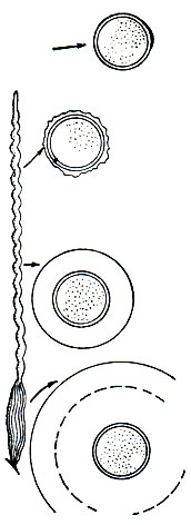 Рис. 13. Схема образования яйцевых оболочек у травяной лягушки (Rana temporaria) в различных отделах яйцевода