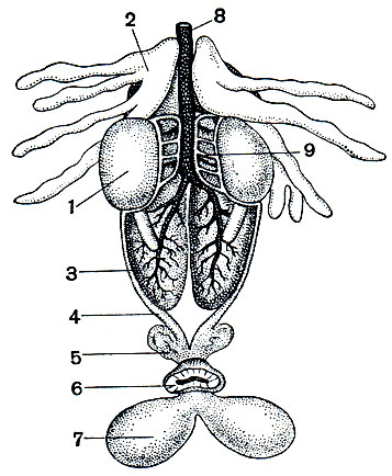 Рис. 14. Мочеполовые органы самца лягушки: 1 - семенник; 2 - жировое тело; 3 - почка; 4 - мочеточник (вольфов канал); 5 - семенные пузырьки; 6 - клоака; 7 - мочевой пузырь; 8 - задняя полая вена; 9 - семявыносящие канальцы