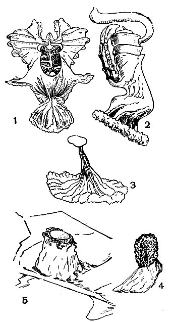 Рис. 22. Сперматофоры хвостатых земноводных: 1 и 2 - тритон обыкновенный (Triturus vulgaris); 3 - зеленоватый тритон (Diemictylus viridescens); 4 - темная саламандра (Desmognathus fuscus); 5 - двуполосая саламандра (Eurycea bislineata)