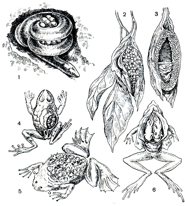 Рис. 23. Некоторые примеры вневодного развития у земноводных: 1 - самка цейлонской червяги (Ichtyophis), обвившаяся вокруг комка яиц, отложенных в норе; 2 - гнездо южноамериканской квакши (Phyllomedusa) над водой; 3 - гнездо яванской веслоногой лягушки (Rhacopliorus); 4 - сумчатая квакша Gastrotheca marsupiata с яйцами в выводковой сумке на спине (сумка вскрыта); 5 - суринамская пипа (Pipa pipa) с сетью выводковых ячеек на спине; 6 - самец чилийской лягушки (Rhinoderma darvini) с метаморфизирующими головастиками в голосовом мешке