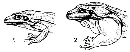 Рис. 26. Половой диморфизм в строении передних ног у южноамериканской лягушки Leptodactylus ocellatus: 1 - самка; 2 - самец