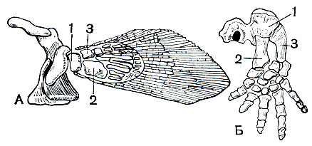 Рис. 27. Передняя конечность девонской кистеперой рыбы Sauripterus (А) и пермского стегоцефала (Б): элементы, гомологичные плечевой кости (1), лучевой кости (2) и локтевой кости (3)
