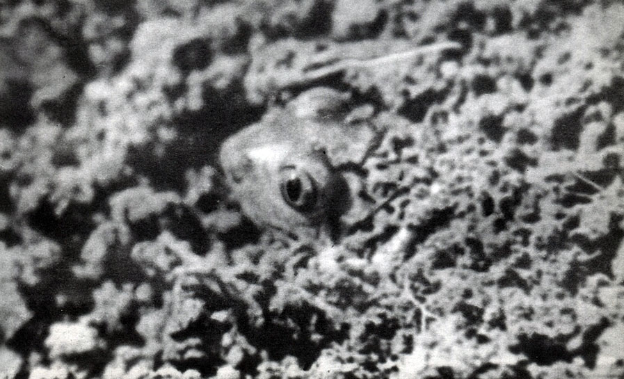 Таблица 3а. Чесночница обыкновенная (Pelobates fuscus), закапывающаяся в почву