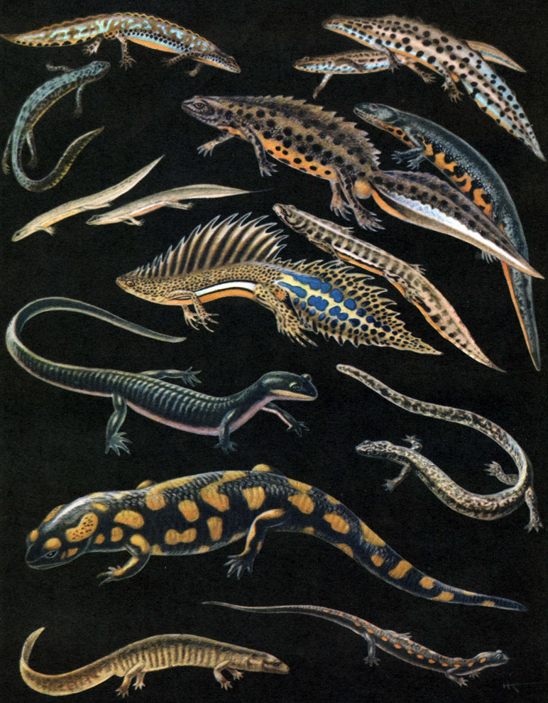 Таблица 4. Хвостатые земноводные: 1	- тритон альпийский (Triturus alpestris) - самец и самка; 2	- тритон обыкновенный (Triturus vulgaris) - самец и самка; 3 - тритон карпатский (Triturus montandoni) - самец и самка; 4	- тритон гребенчатый (Triturus cristatus) - самец и самка; 5	- тритон малоазиатский (Triturus vittatus) - самец и самка; 6	- семиреченский лягушкозуб (fianodon sibiricus); 7	- тритон уссурийский когтистый (Onychodactylus fischeri); 8	- саламандра пятнистая, или огненная (Salamandra salamandra); 9	- саламандра кавказская (Mertensiella caucasica); 10 - сибирский углозуб (Hynobius keyserlingi)