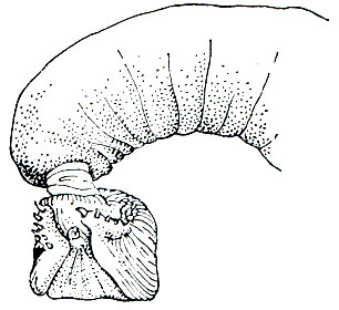 Рис. 31. Выдвинутый копулятивный орган безногого земноводного Scolecomorphus uluguruensis