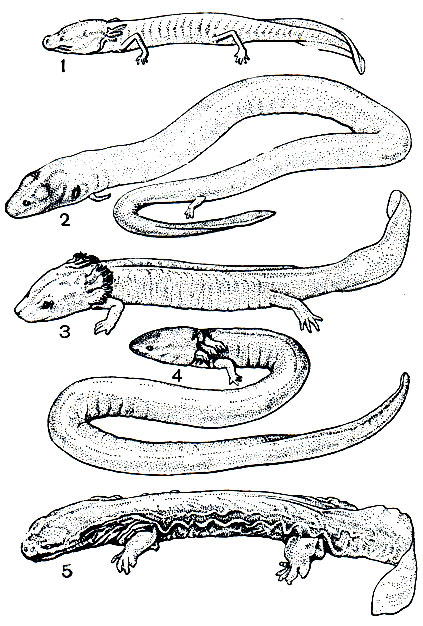 Рис. 32. Постоянные личиночные формы некоторых саламандр: 1 - техасская слепая саламандра (Typhlomolge k rattibuni); 2 - амфиума Amphiuma means; 3 - американский протей Necturus maculosus; 4 - большой сирен (Siren lacertina); 5 - скрытошаберник (Cryptobranchus alleghaniensis)