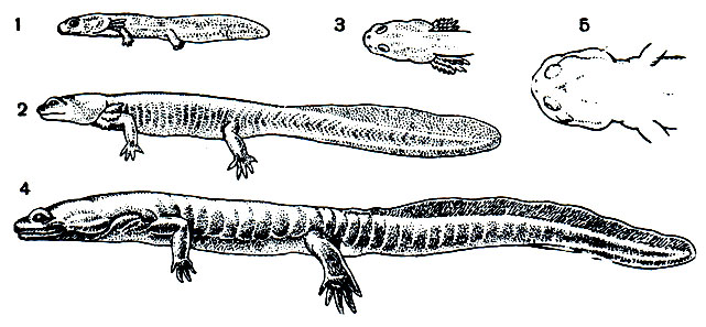 Рис. 33. Семиреченский лягушкозуб (Ranodon sibiricus): 1 - личинка выклева данного года; 2 - личинка двухлетнего возраста; 3 - голова личинки; 4 - половозрелый самец, 5 - голова взрослого тритона