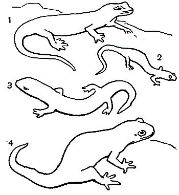 Таблица 5. Хвостатые земноводные: 1 - пепельная земляная саламандра (Plethodon cinereus); 2 - пещерная саламандра (Hydromantes gormani); 3 - ложный тритон красный (Pseudotriton ruber); 4 - мраморная амбистома (Ambystoma opacum)