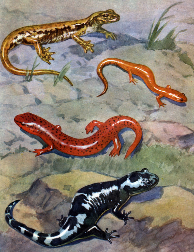 Таблица 5. Хвостатые земноводные: 1 - пепельная земляная саламандра (Plethodon cinereus); 2 - пещерная саламандра (Hydromantes gormani); 3 - ложный тритон красный (Pseudotriton ruber); 4 - мраморная амбистома (Ambystoma opacum)