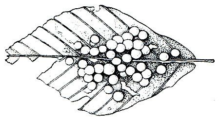 Рис. 37. Кладка яиц кавказской саламандры на листе