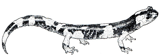 Рис. 40. Калифорнийская крупнопятнистая саламандра(Ensatina klauberi)
