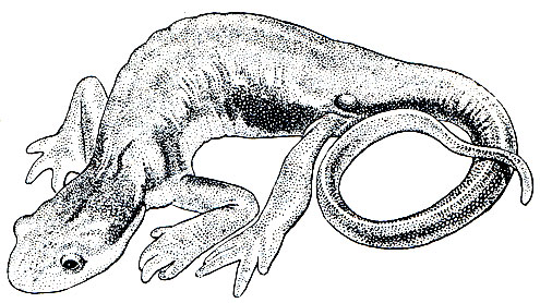 Рис. 38. Калифорнийский тритон (Taricha torosa)