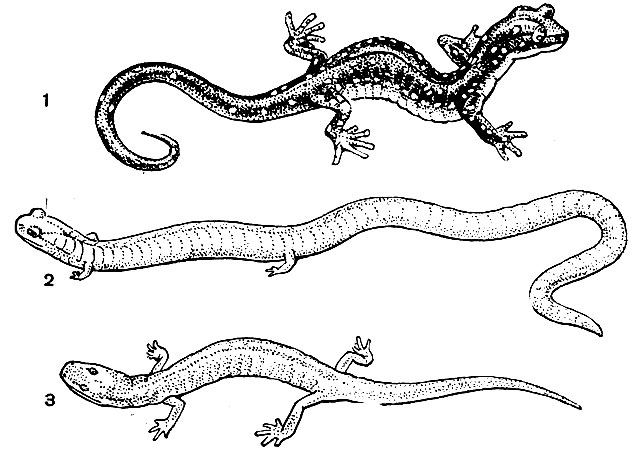 Рис. 41. Безлегочные саламандры: 1 - древесная саламандра (Aneides lugubris); 2 - стройная саламандра (Batrachoseps attenuatus); 3 - подземная саламандра (Typhlotriton spelaeus)