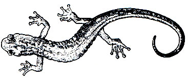 Рис. 44. Древесная саламандра рода Aneides