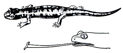 Рис. 45. Пищерная саламандра (Hydromantes genei)