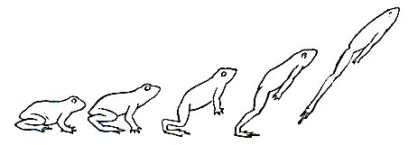 Рис. 46. Шесть положений лягушки во время прыжка