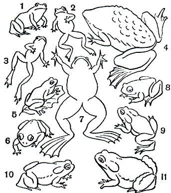 Таблица 8. Бесхвостые земноводные: 1 - жерлянка дальневосточная (Bombina orientalis); 2 - жерлянка краснобрюхая (Bombina bombina); 3 - жерлянка желтобрюхая (Bombina variegata); 4 - пипа суринамская (Pipa pipa); 5 - квакша обыкновенная (Hyla arborea); 6 - лопатоног скафиопус (Scaphiopus); 7 - шпорцевая лягушка (Xenopus laevis); 8 - чесночница обыкновенная (Pelobates fuscus); 9 - жаба камышовая (Bufo calamita); 10 - жаба зеленая (Bufo viridis); 11 - жаба серая (Bufo bufo)