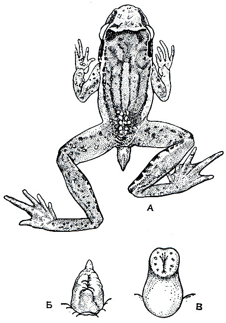 Рис. 47. Самец хвостатой лягушки (Ascaphus truei) с клоакальным придатком: А - общий вид; Б - придаток с брюшной стороны; В - он же, полностью растянутый, видны внутренние шипики
