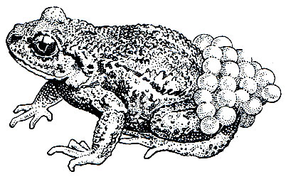 Рис. 49. Самец жабы-повитухи (Alytes obstetricans) с кладкой яиц на задних ногах