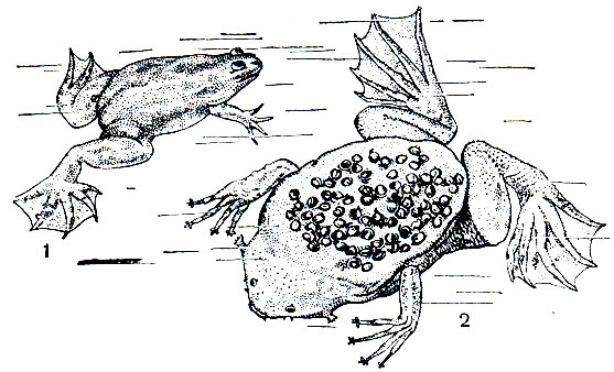 Рис. 50. Шпорцевая лягушка (Xenopus mlleri) - 1 и пипа суринамская (Pipa pipa) - 2 - с кладкой яиц на спине