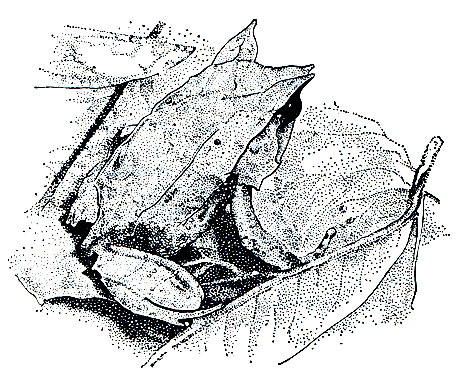 Рис. 51. Азиатская рогатая чесночница (Megophrys nasuta)