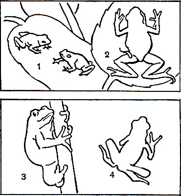Таблица 10. Бесхвостые земноводные: 1 - древолаз маленький (Dendrobates pumilio); 2 - листолаз двуцветный (Phyllobates bicolor); 3 - африканская веслоногая лягушка (Hylambates maculatus); 4 - венесуэльский короткоголов (Atelopus cruciger)