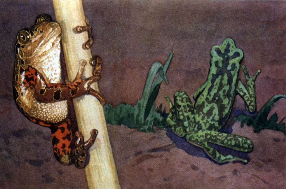Таблица 10. Бесхвостые земноводные: 3 - африканская веслоногая лягушка (Hylambates maculatus); 4 - венесуэльский короткоголов (Atelopus cruciger)