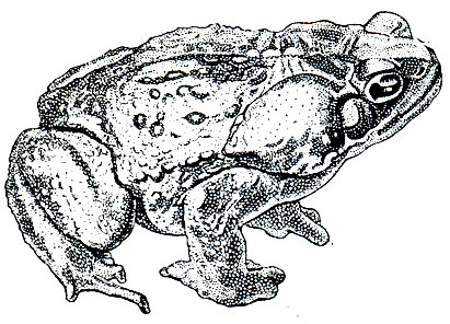 Рис. 53. Жаба ага (Bufo marinus)