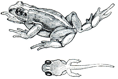 Рис. 54. Африканская живородящая жаба рода Nectophrynoides и ее эмбрион