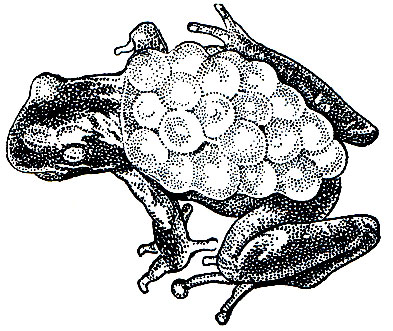 Рис. 59. Самка квакши Гёльди (Flectonotus goeldii) с кладкой яиц на спине