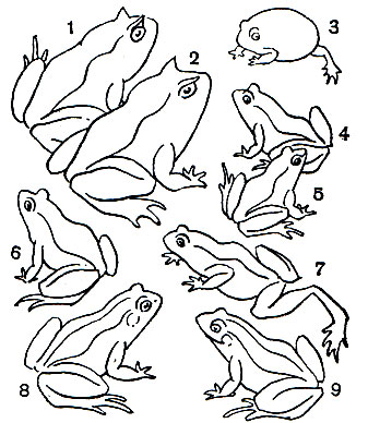 Таблица 11. Бесхвостые земноводные: 1, 2 - рогатка венесуэльская (Ceratophrys cornuta); 3 - южноафриканский узкорот (Breviceps adspersus); 4, 5 - остромордая лягушка (Rana terrestris), сверху - самец в брачном наряде; 6	- лягушка сибирская (Rana cruenta); 7	- лягушка травяная (Rana temporaria); 8	- лягушка озерная (Rana ridibunda); 9	- лягушка прудовая (Rana esculenta)
