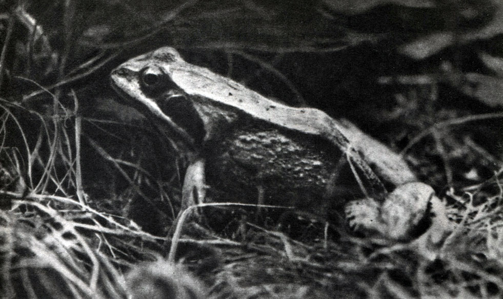 Таблица 12. Бурые лягушки: Остромордая лягушка (Rana terrestris)