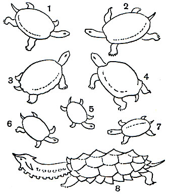 Таблица 13. Черепахи: 1 - болотная (Emys orbicularis); 2 - каспийская (Clemmys caspica); 3 - звездчатая (Testudo elegans); 4 - средиземноморская (Testudo graeca); 5 - расписная украшенная (Chrysemys picta); 6 - красноухая (Pseudemys scripta); 7 - бугорчатая (Maiaclemys terrapin); 8 - матамата (Chelus fimbriata)