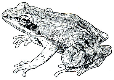 Рис. 65. Лесная лягушка (Rana sylvatica)