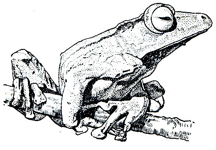 Рис. 66. Костноголовая веслоногая лягушка (Rhacophorus otilophus)