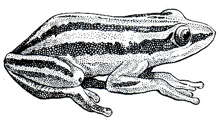 Рис. 70. Конголезская пятилинейная лягушка (Hyperolius quinquevittatus)