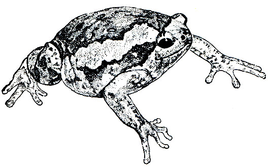 Рис. 72. Украшенная лягушка (Kaloula pulchra)