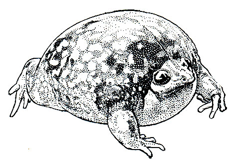 Рис. 74. Мраморная лягушка (Hemisus marmoratus) при виде опасности сильно раздувается