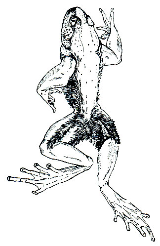 Рис. 75. Волосатая лягушка (AstylosternuS robustus)