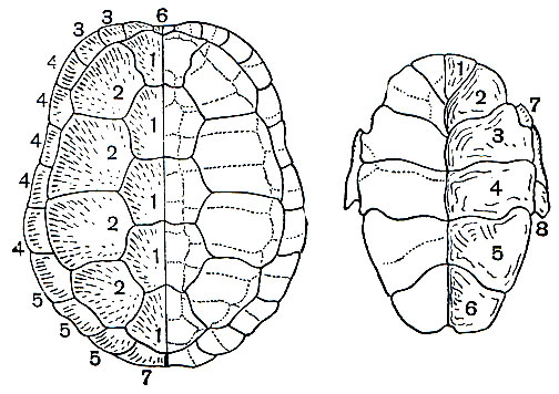 Рис. 80. Строение костного и рогового панциря болотной черепахи: слева - верхний щит, справа - нижний. Пунктиром обозначены костные пластинки. Роговые щитки верхнего щита: 1 - позвоночные; 2 - боковые; 3, 4, 5 - краевые; 6 - шейные; 7 - надхвостовые. Роговые щитки нижнего щита: 1 - горловой; 2 - плечевой; 3 - грудной; 4 - брюшной; 5 - бедренный; 6 - заднепроходной; 7 - подмышечный; 8 - паховой